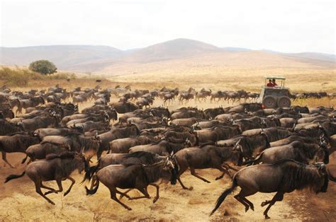 stampede meaning in tagalog